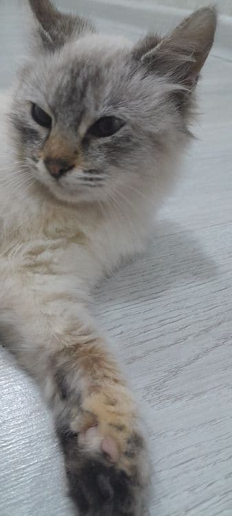 Срочно продаю кошку пародистая — 3