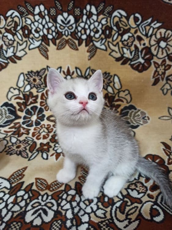 Продаеться котенок — 1