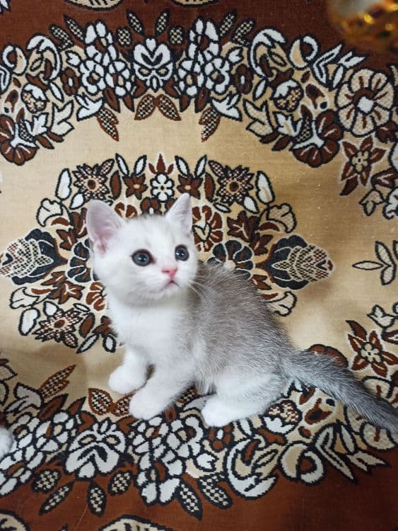 Продаеться котенок — 2
