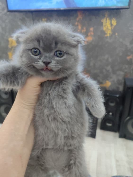 продается девочка скоттш фолд — 1