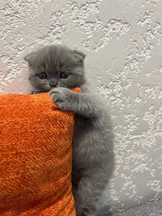 продается девочка скоттш фолд — 3