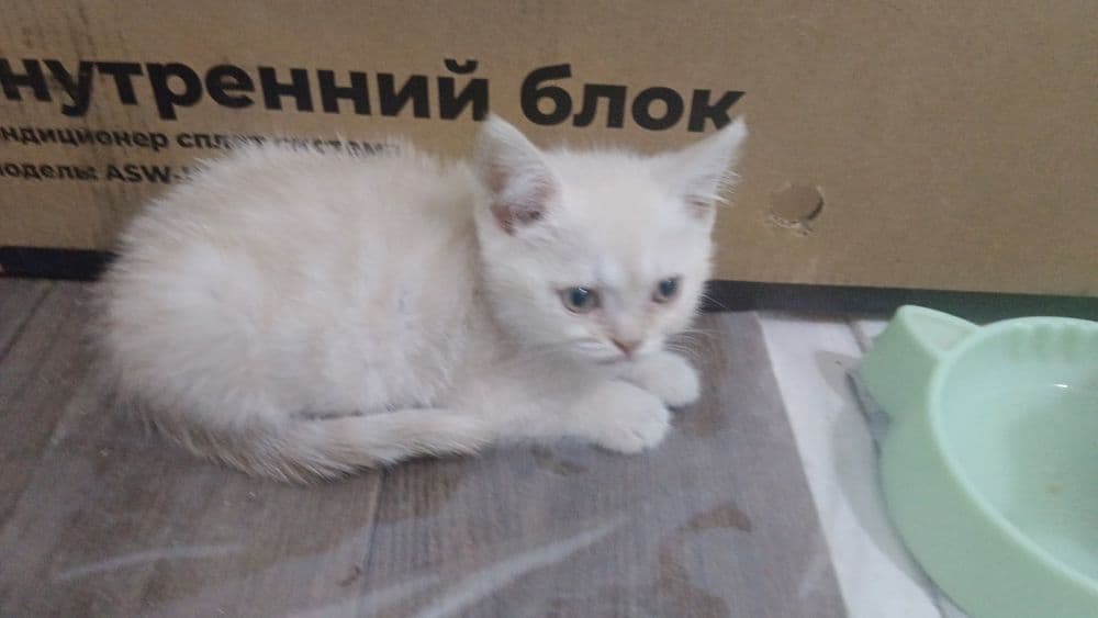 3 ta qoldi Otasi eli 2 ta óğil bola mushuchala  qoldi.sikatish strat.. — 2