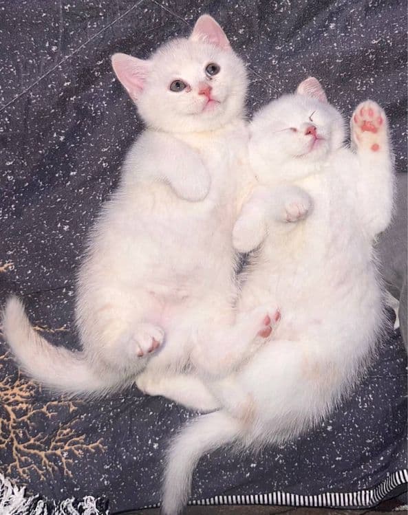 Продаются котята породы Скоттиш Страйт 1,5 месяцев — 2