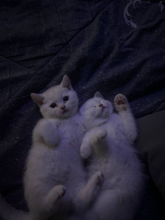 Продаются котята породы Скоттиш Страйт 1,5 месяцев — 3