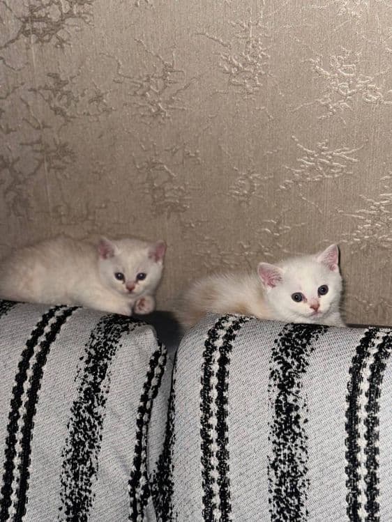 Продаются котята породы Скоттиш Страйт 1,5 месяцев — 4