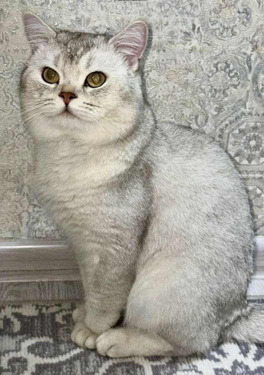 British Silver  Chinchilla - elit  mushuk vyazkaga — 3
