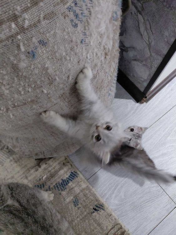 Котята страйт 8 месяцев — 2