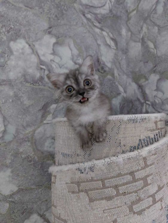 Котята страйт 8 месяцев — 3