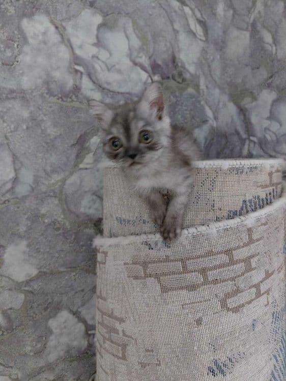 Котята страйт 8 месяцев — 4