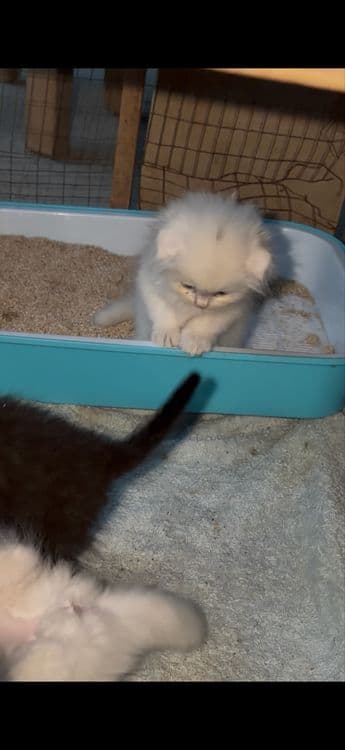 mushun cunadganla bladi buni narxn kelwamz bemalol tel qlila — 2