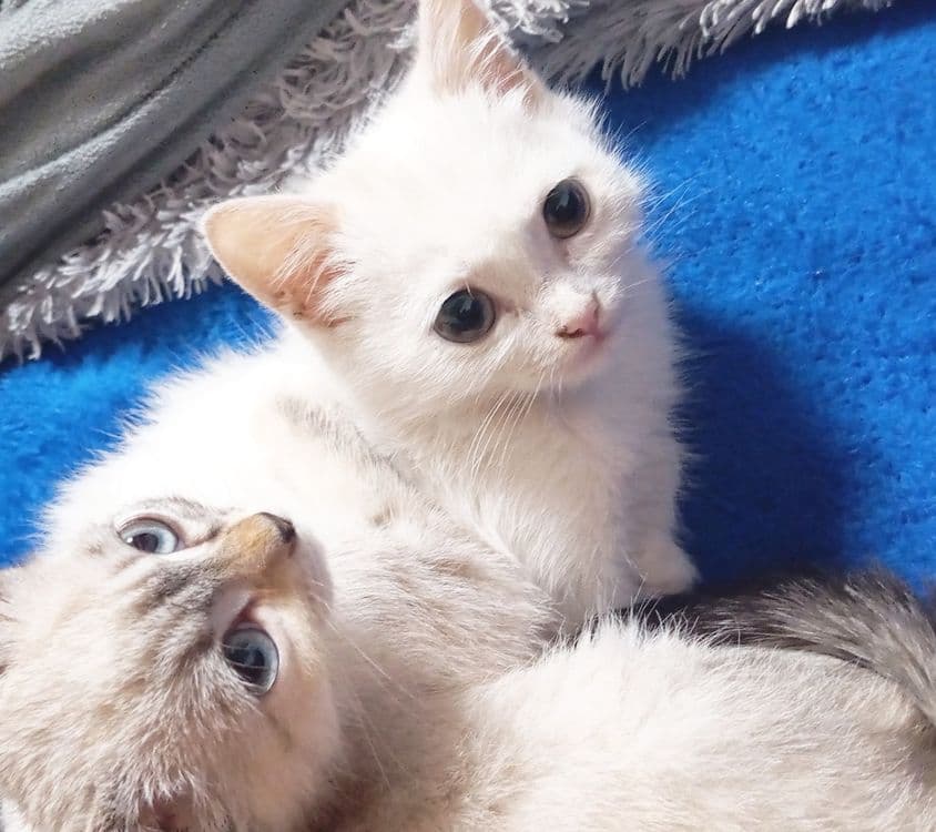 Mushuk 3 oyli jinsi ayol — 1