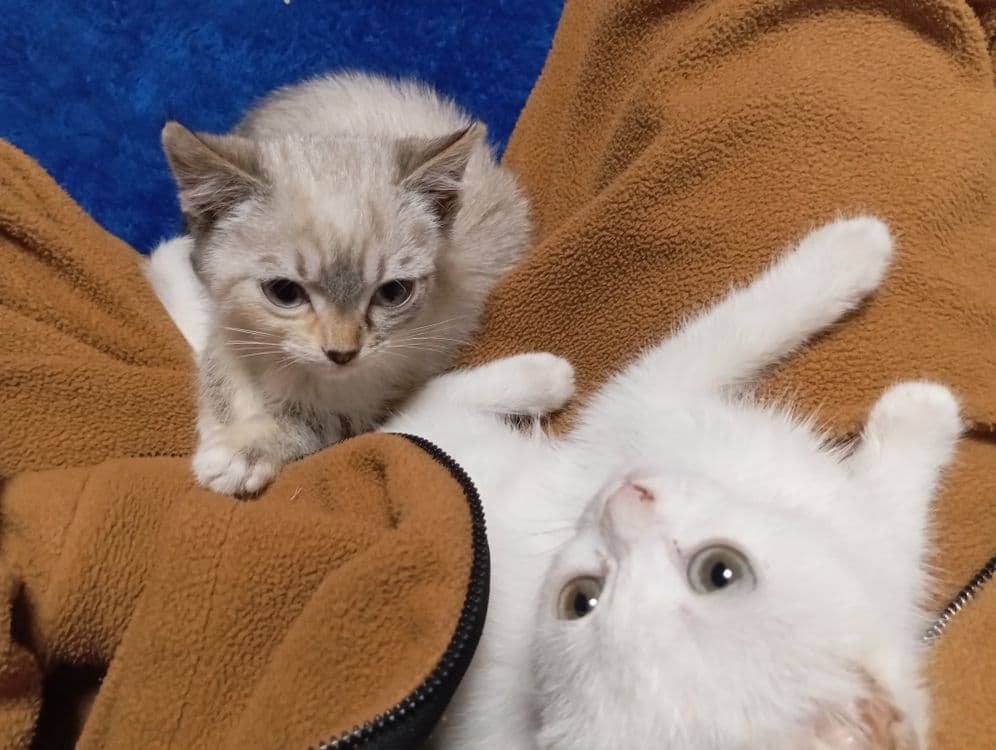Mushuk 3 oyli jinsi ayol — 2