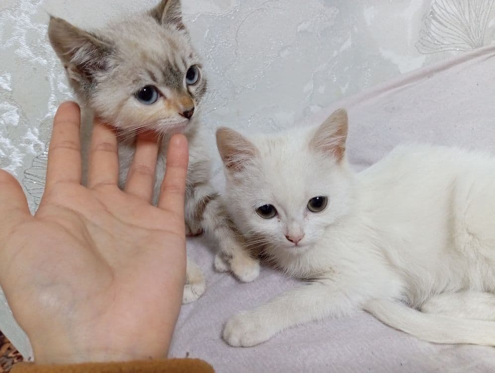Mushuk 3 oyli jinsi ayol — 3