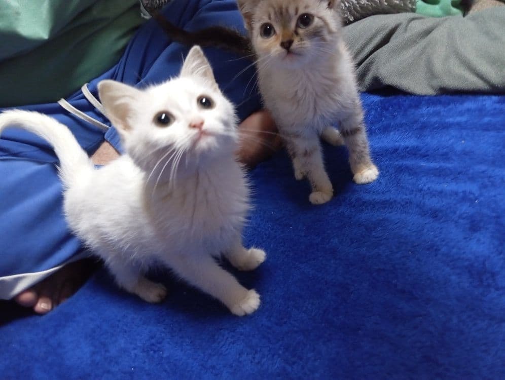 Mushuk 3 oyli jinsi ayol — 4