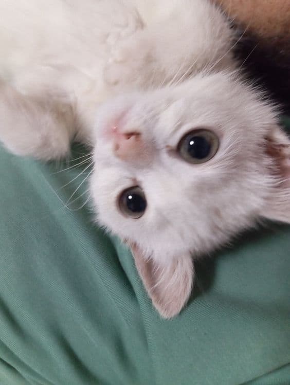 Mushuk 3 oyli jinsi ayol — 7