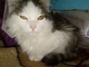 Zotdor mushuk zoti Maine COON yoki sibirdik zotli mushuk