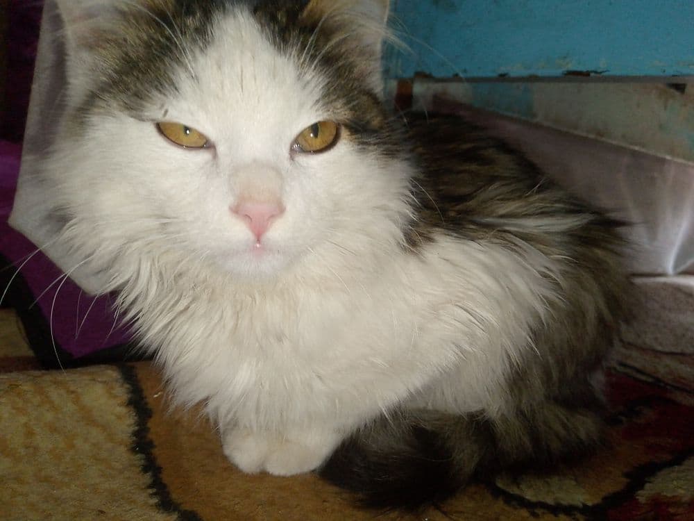 Zotdor mushuk zoti Maine COON yoki sibirdik zotli mushuk — 1