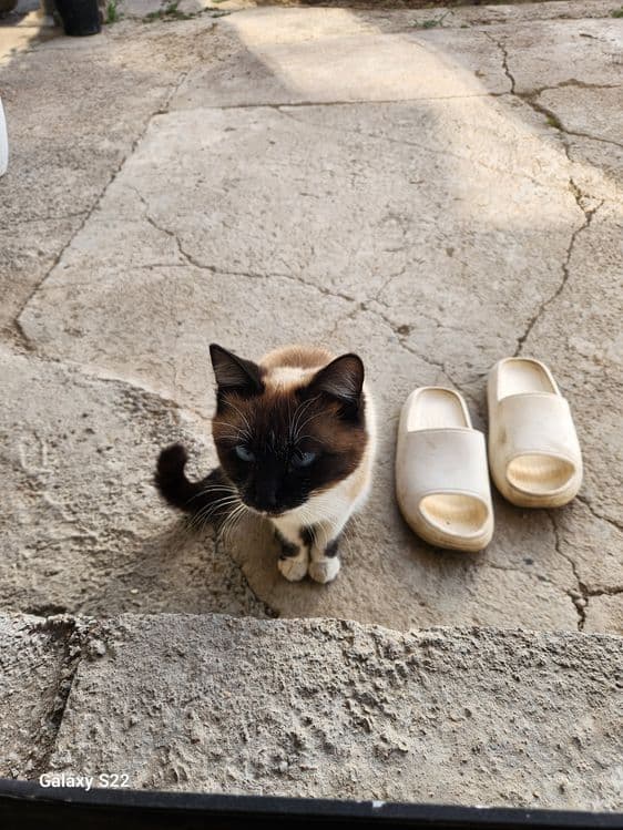 Сиамский кошка домашняя — 2
