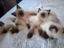 Сиамские котята продаются