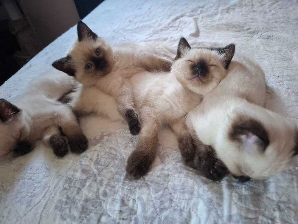Сиамские котята продаются