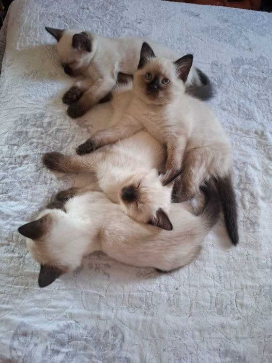 Сиамские котята продаются — 2