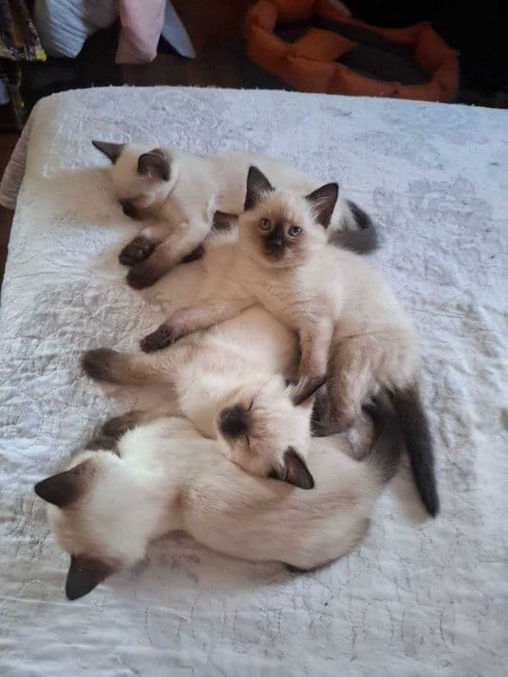 Сиамские котята продаются — 3