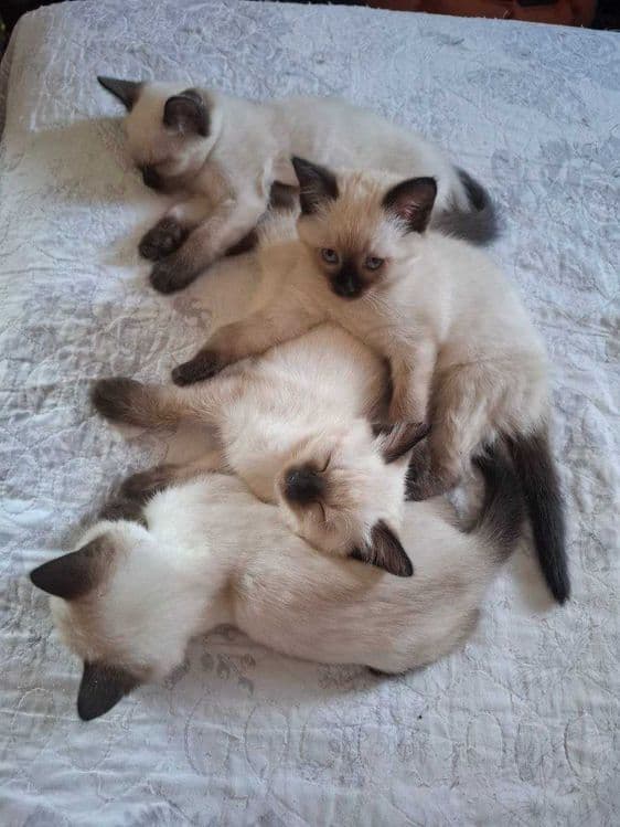 Сиамские котята продаются — 4