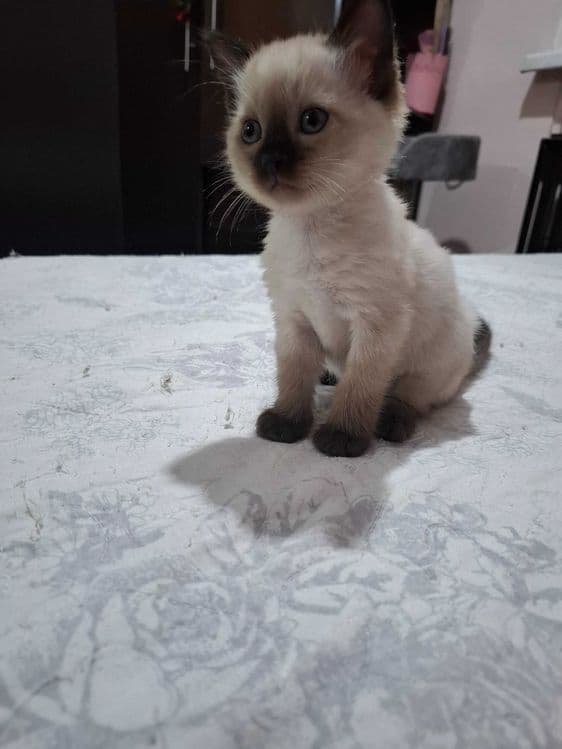 Сиамские котята продаются — 5