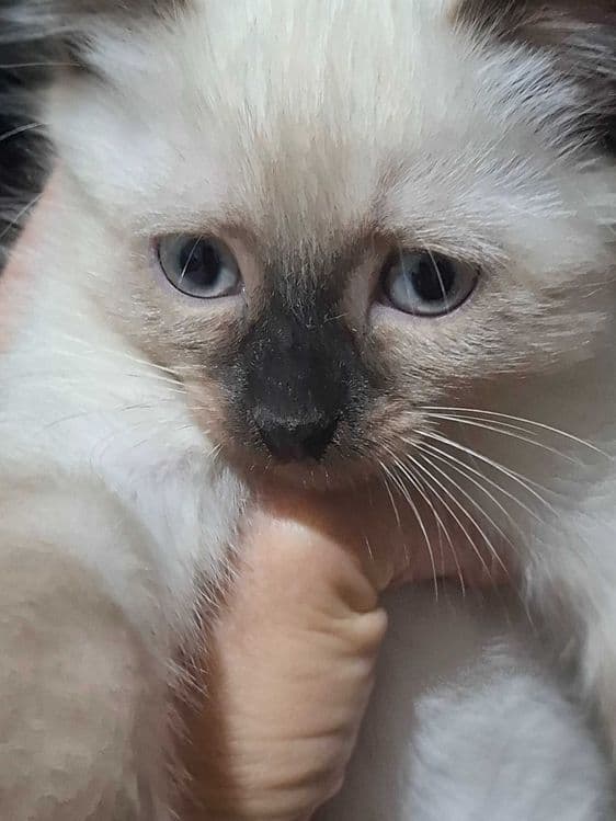 Сиамские котята продаются — 6