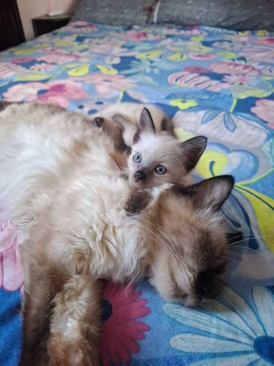 Сиамские котята продаются — 7
