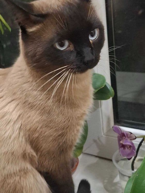 Сиамские котята продаются — 8