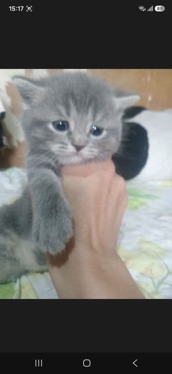 Продам котят Британские — 2