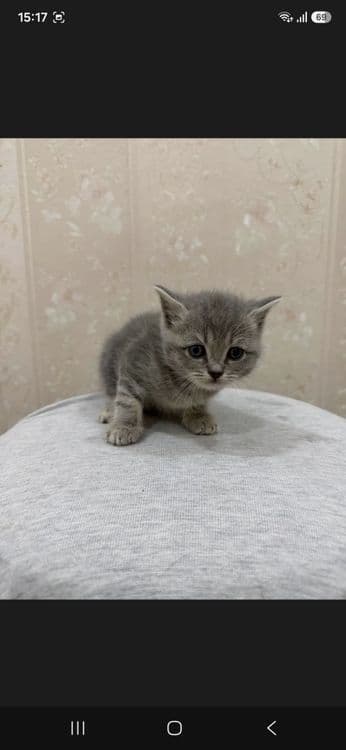 Продам котят Британские — 3