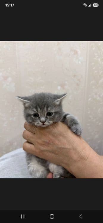 Продам котят Британские — 4