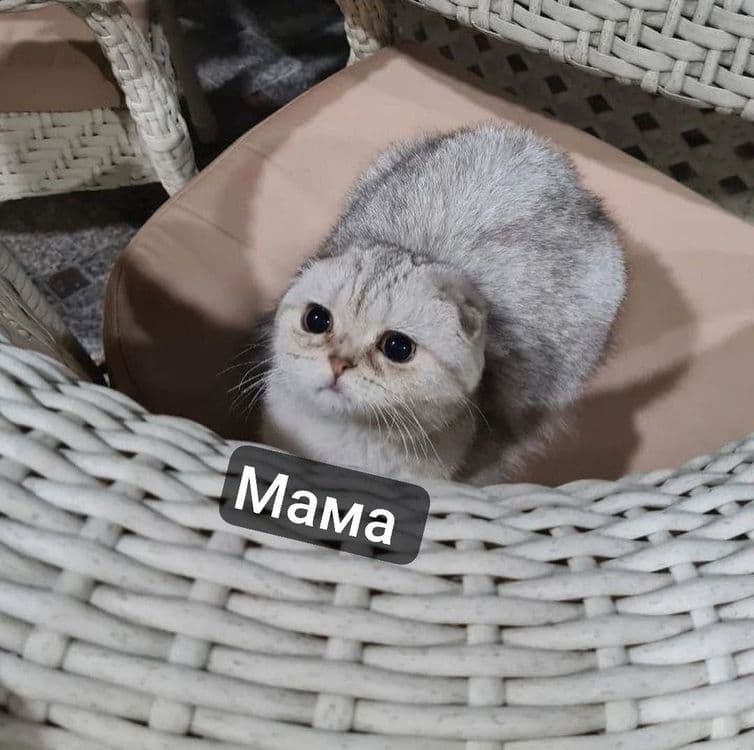 Продаётся Котенок — 2