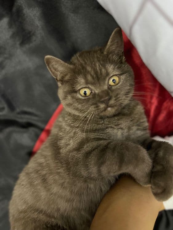 Продаётся Котенок — 3