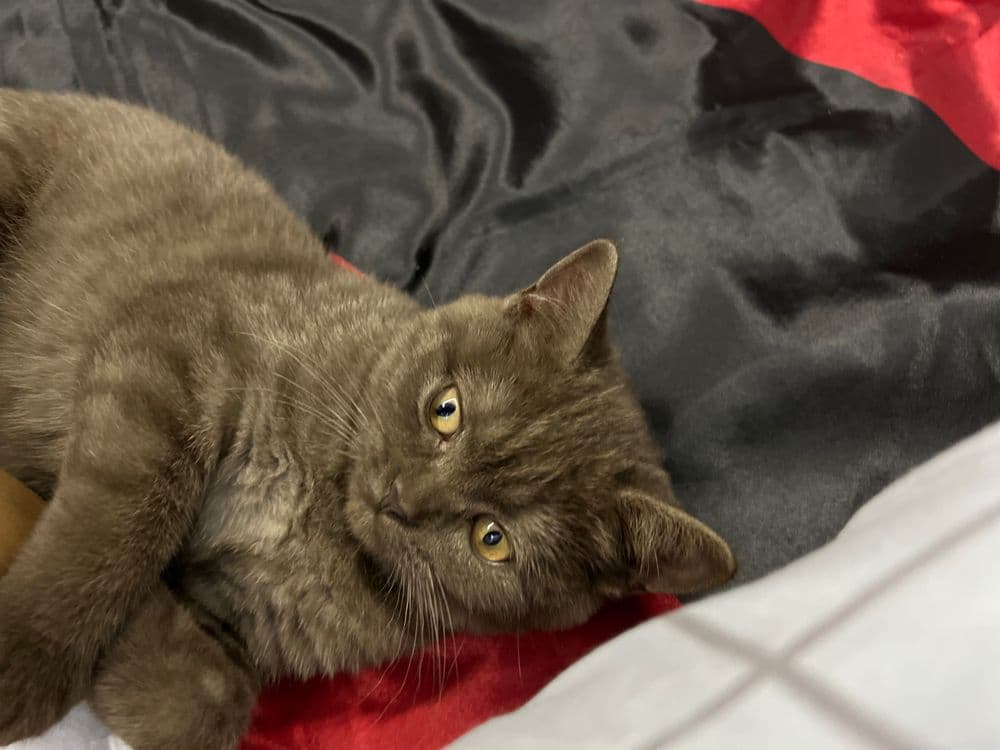 Продаётся Котенок — 4