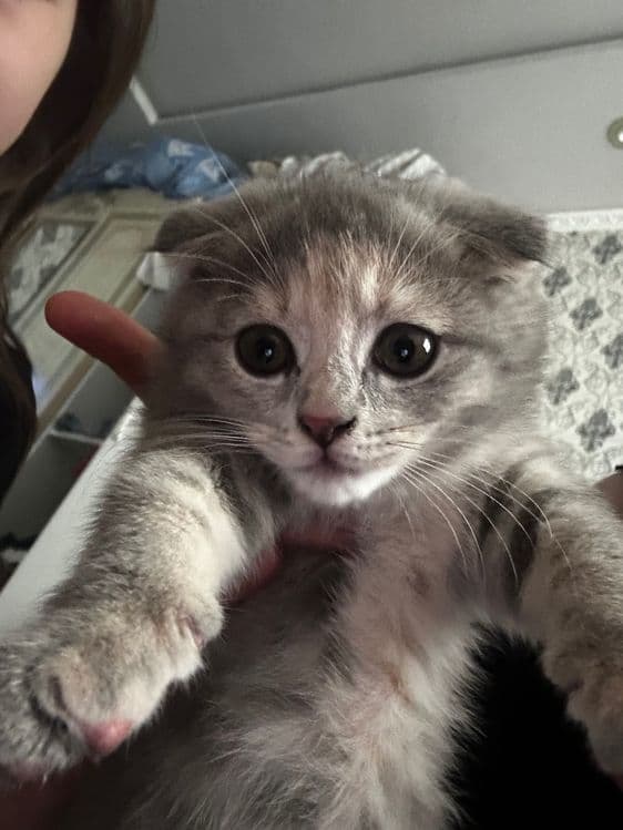 Mushuk bor 2yarim oylik scottish fold — 1