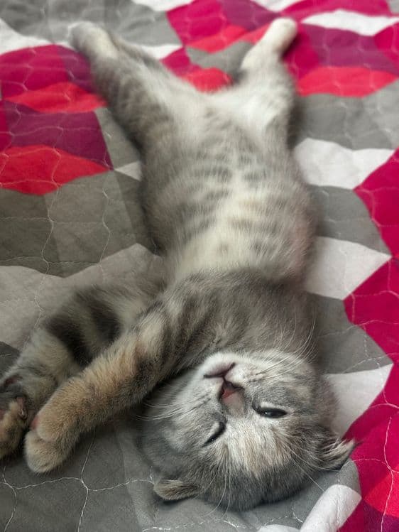 Mushuk bor 2yarim oylik scottish fold — 2