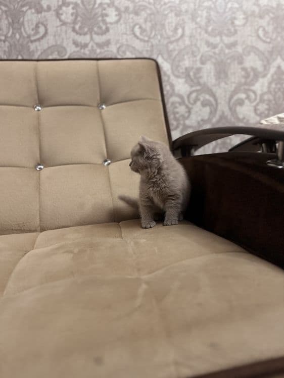 Продается скоттиш страйт девочка — 5