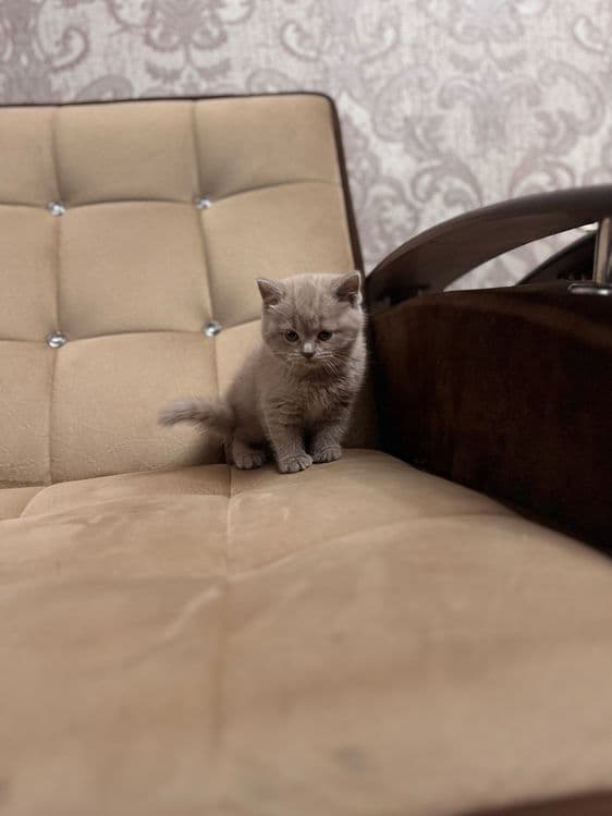 Продается скоттиш страйт девочка — 6
