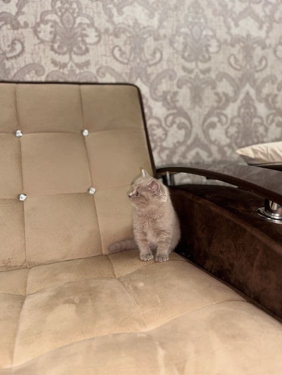 Продается скоттиш страйт девочка — 7