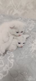 Продам котят скотиш фолд, шиншилла