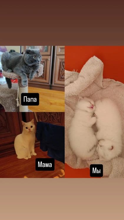 Продам котят скотиш фолд, шиншилла — 2
