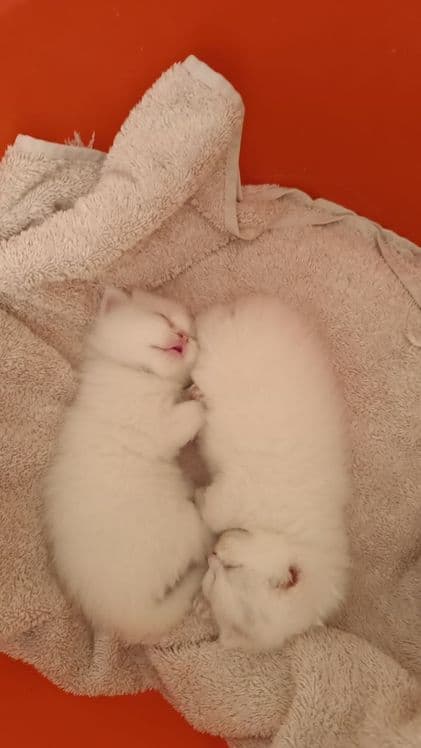 Продам котят скотиш фолд, шиншилла — 3