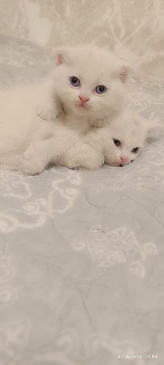 Продам котят скотиш фолд, шиншилла — 4
