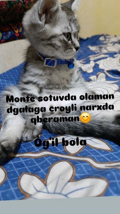 Mushik sotiladi 3 oylik ôğil bola rosa ôynoqi — 1