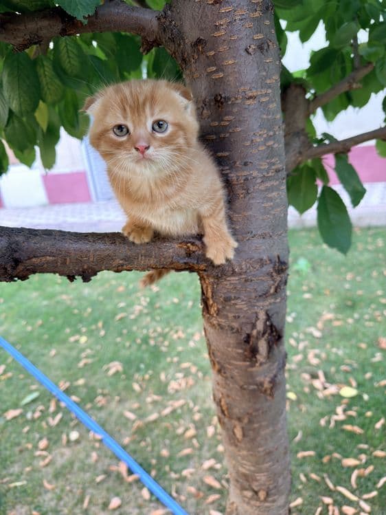 Продается котяти золотая шиншиллы 2 месяцов — 2