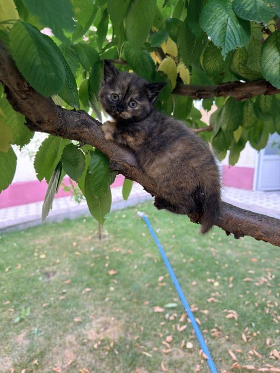 Продается котяти золотая шиншиллы 2 месяцов — 3
