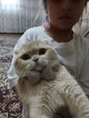 Кот Черныш для вязку. Mushuk qo'shish uchun